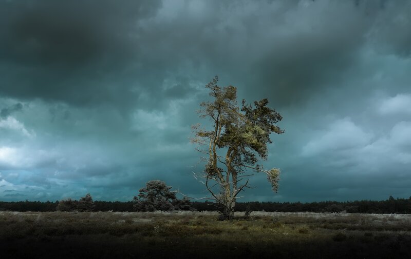 Solitary Tree in Field — Gray, Dramatic