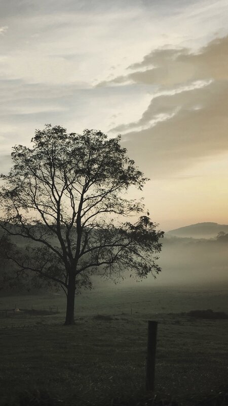 Solitary Tree in Field — Gray, Serene