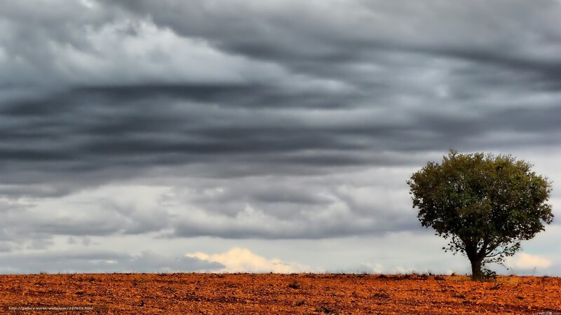 Solitary Tree in Field — Gray