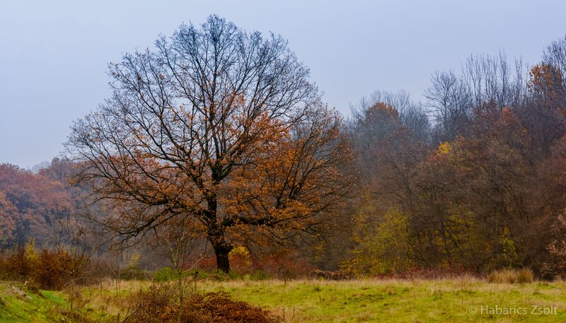 Solitary Tree in Field — Green, Calm, Autumn