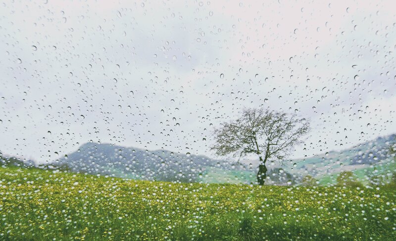 Solitary Tree in Field — Green, Calm