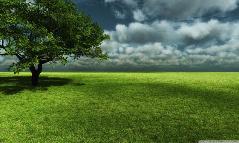 Solitary Tree in Field — Green, Dramatic, Afternoon, Digital Art