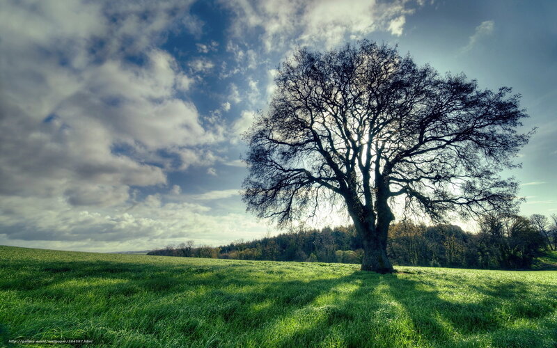 Solitary Tree in Field — Green, Dramatic, Afternoon, Photograph, Clouds, Forest