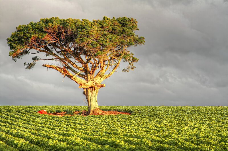 Solitary Tree in Field — Green, Dramatic, Afternoon, Photograph, Clouds, Red Object