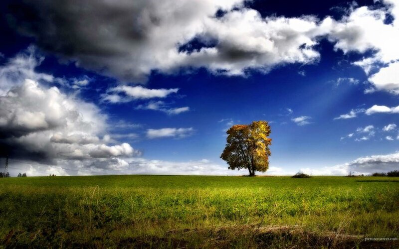 Solitary Tree in Field — Green, Dramatic, Afternoon, Photograph, Clouds, Sky