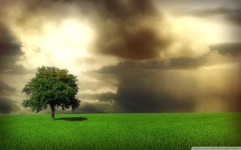 Solitary Tree in Field — Green, Dramatic, Afternoon, Photograph, Clouds, Sunlight