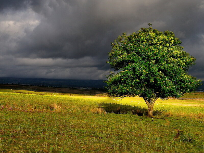 Solitary Tree in Field — Green, Dramatic, Afternoon, Photograph, Clouds