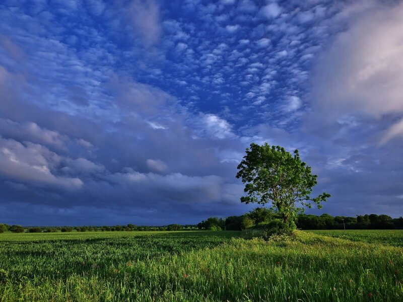 Solitary Tree in Field — Green, Dramatic, Afternoon, Photograph, Clouds, Trees
