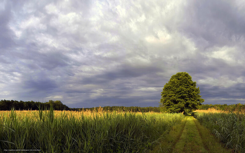 Solitary Tree in Field — Green, Dramatic, Afternoon, Photograph, Path, Clouds