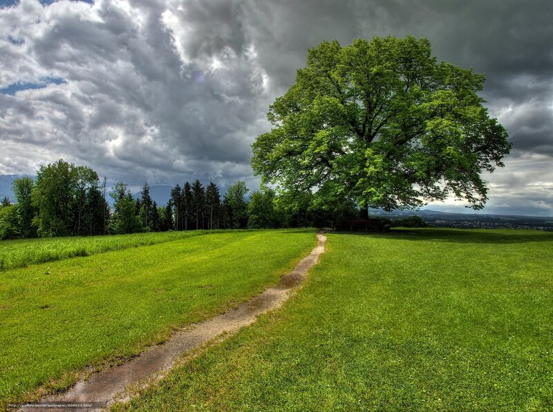 Solitary Tree in Field — Green, Dramatic, Afternoon, Photograph, Path, Clouds, Trees