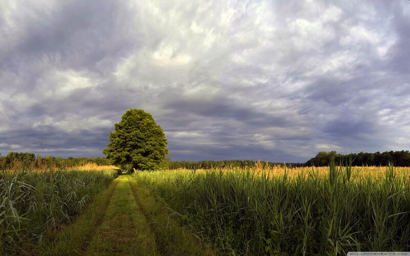 Solitary Tree in Field — Green, Dramatic, Afternoon, Photograph, Path, Sky