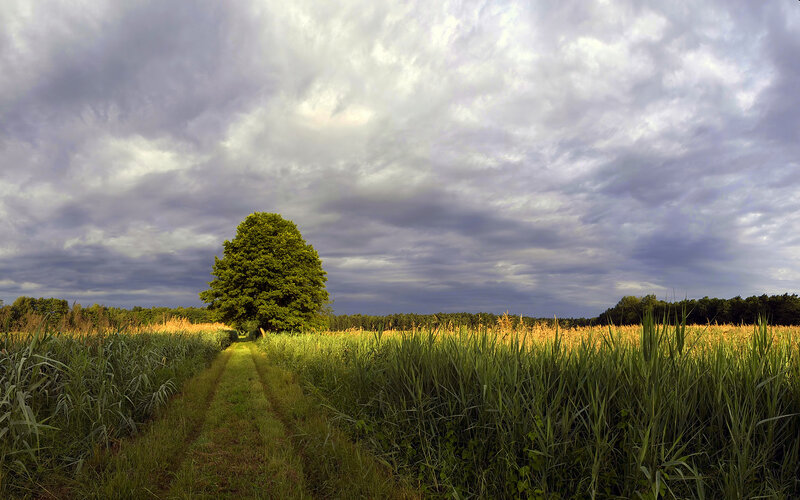 Solitary Tree in Field — Green, Dramatic, Afternoon, Photograph, Path