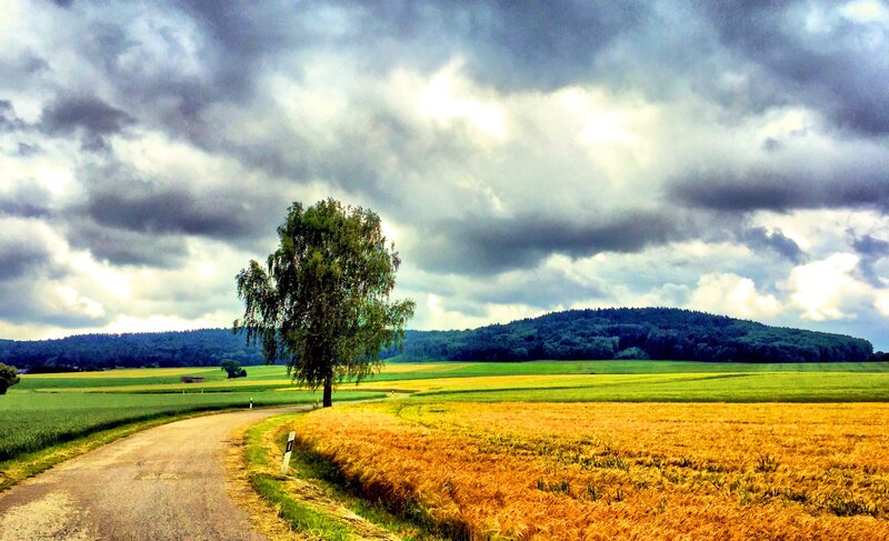 Solitary Tree in Field — Green, Dramatic, Afternoon, Photograph, Road, Fields