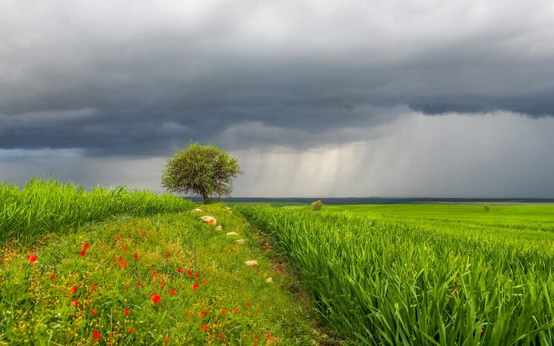 Solitary Tree in Field — Green, Dramatic, Afternoon, Photograph, Storm Clouds
