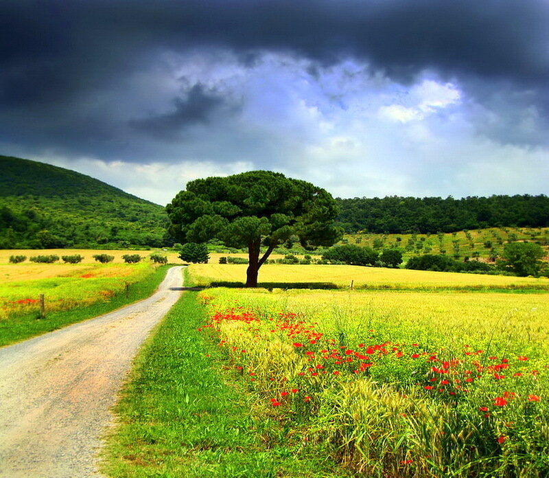 Solitary Tree in Field — Green, Dramatic, Afternoon, Photograph