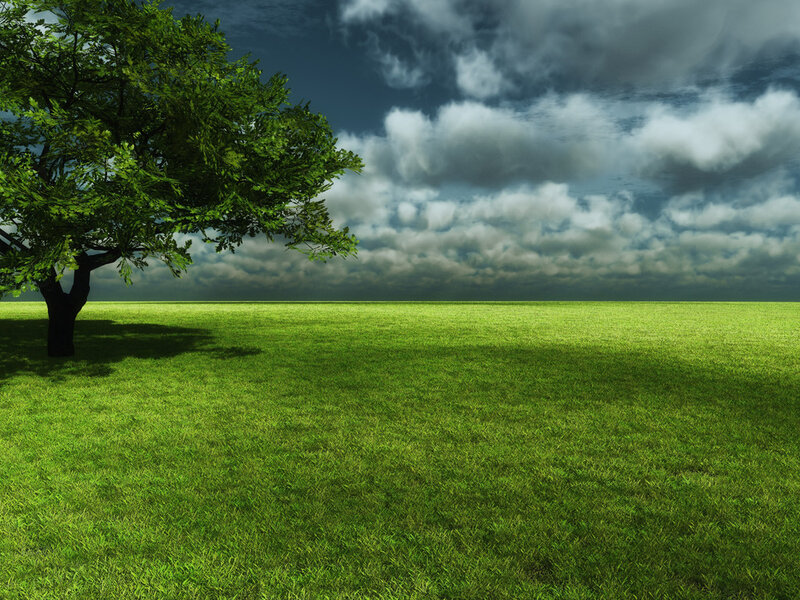 Solitary Tree in Field — Green, Dramatic, Afternoon