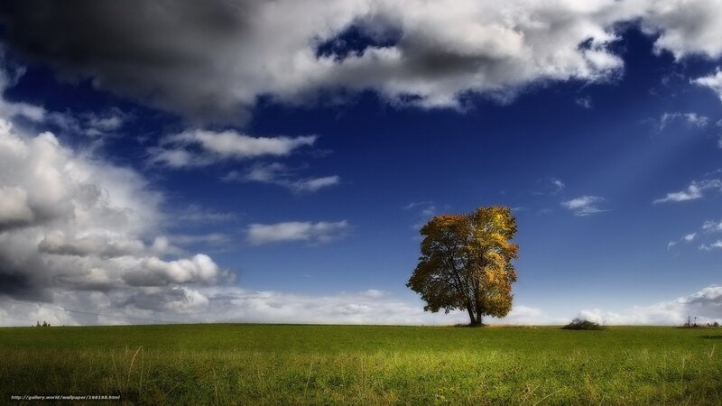 Solitary Tree in Field — Green, Dramatic, Autumn, Photograph, Clouds, Sky