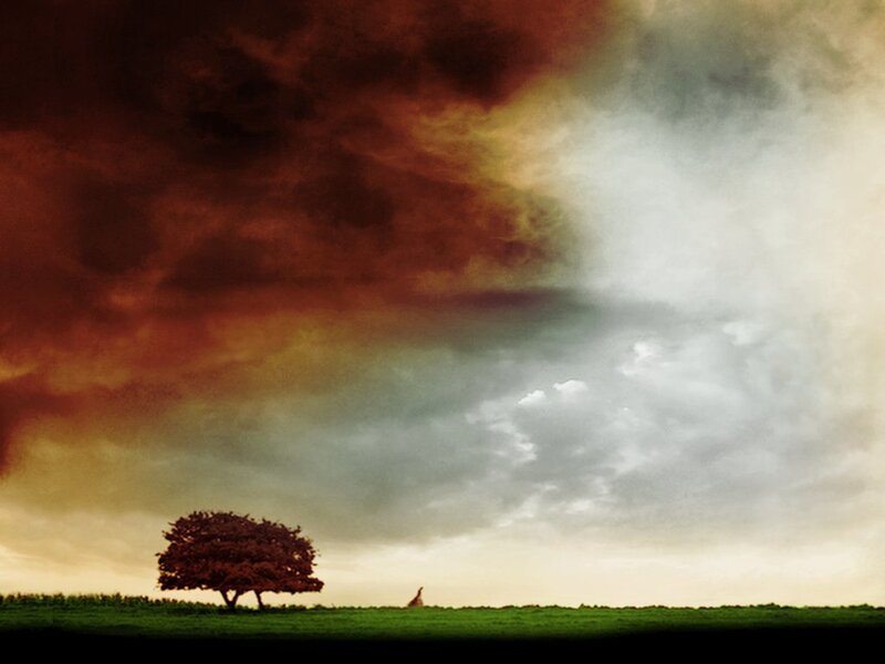 Solitary Tree in Field — Green, Dramatic, Dusk