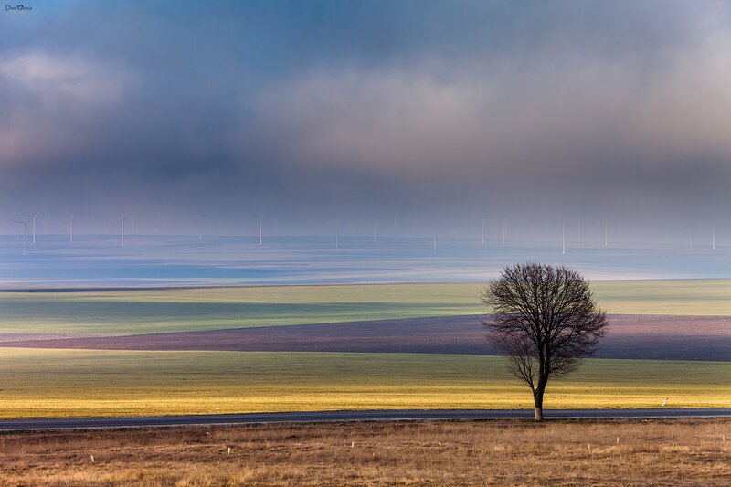 Solitary Tree in Field — Green, Dramatic, Morning