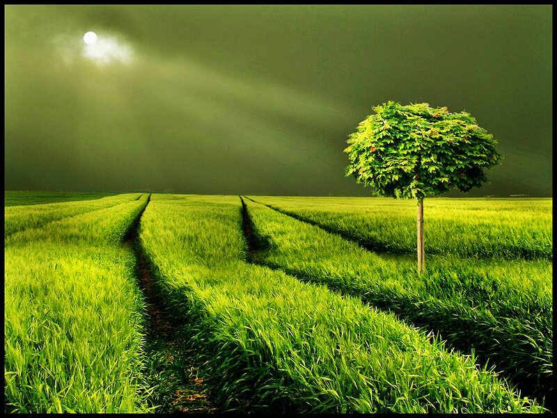 Solitary Tree in Field — Green, Dramatic, Night, Photograph