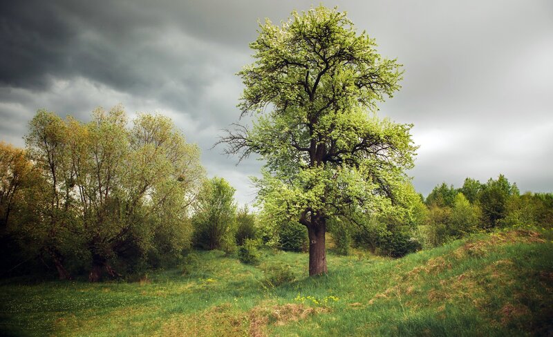 Solitary Tree in Field — Green, Dramatic, Spring, Photograph