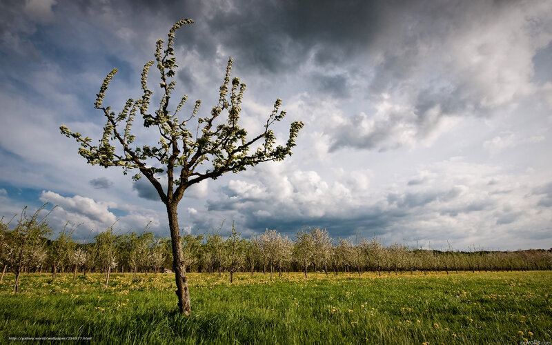 Solitary Tree in Field — Green, Dramatic, Spring