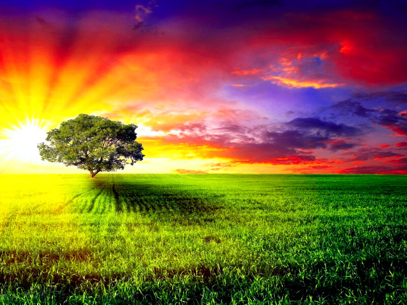 Solitary Tree in Field — Green, Dramatic, Sunset, Digital Art, Sun
