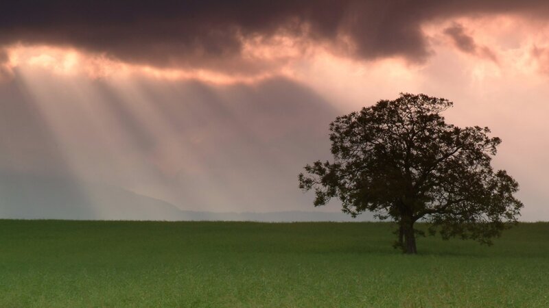 Solitary Tree in Field — Green, Dramatic, Sunset, Photograph, Clouds, Mountains
