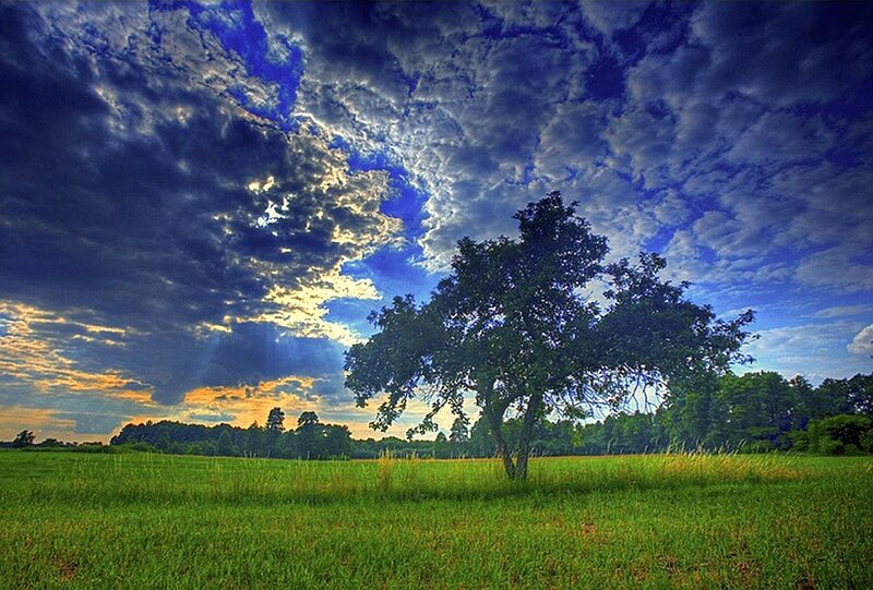 Solitary Tree in Field — Green, Dramatic, Sunset, Photograph, Clouds, Sky