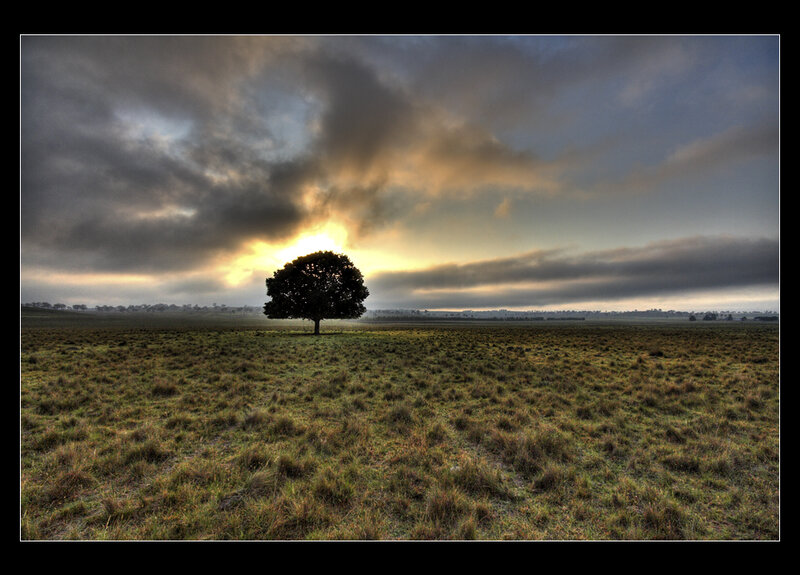 Solitary Tree in Field — Green, Dramatic, Sunset, Photograph, Clouds, Sun