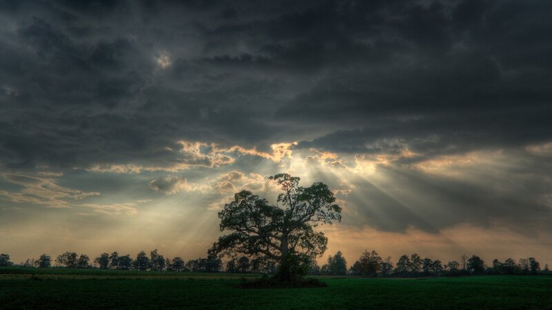 Solitary Tree in Field — Green, Dramatic, Sunset, Photograph, Clouds, Sunbeams