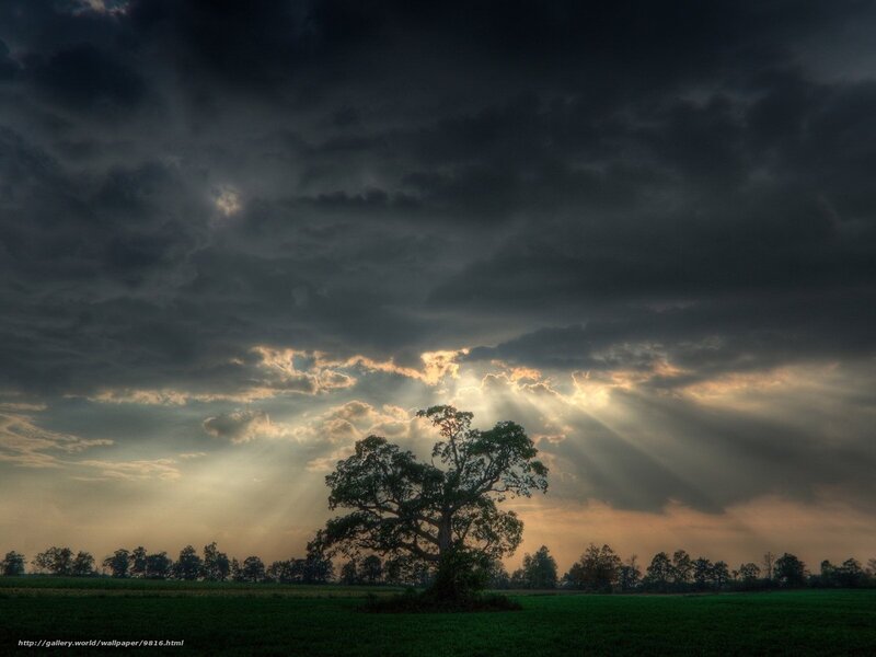 Solitary Tree in Field — Green, Dramatic, Sunset, Photograph, Clouds, Sunlight