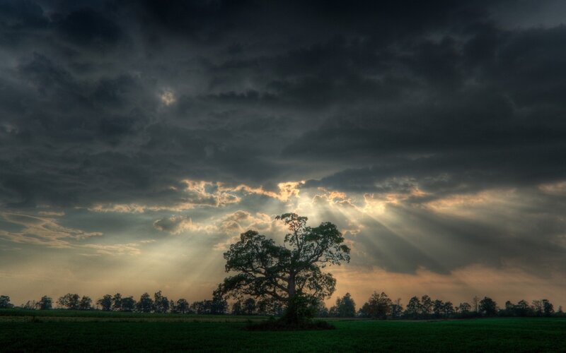 Solitary Tree in Field — Green, Dramatic, Sunset, Photograph, Clouds, Sunlight, Trees