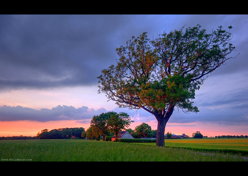 Solitary Tree in Field — Green, Dramatic, Sunset, Photograph, House