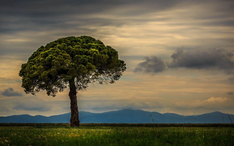 Solitary Tree in Field — Green, Dramatic, Sunset, Photograph, Mountains, Sky