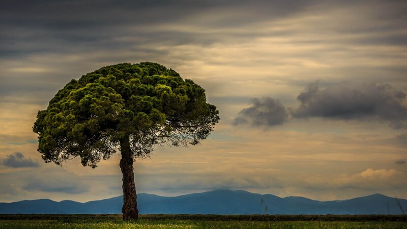 Solitary Tree in Field — Green, Dramatic, Sunset, Photograph, Mountains