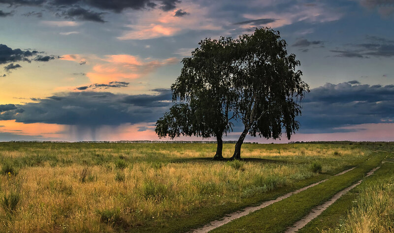 Solitary Tree in Field — Green, Dramatic, Sunset, Photograph, Path