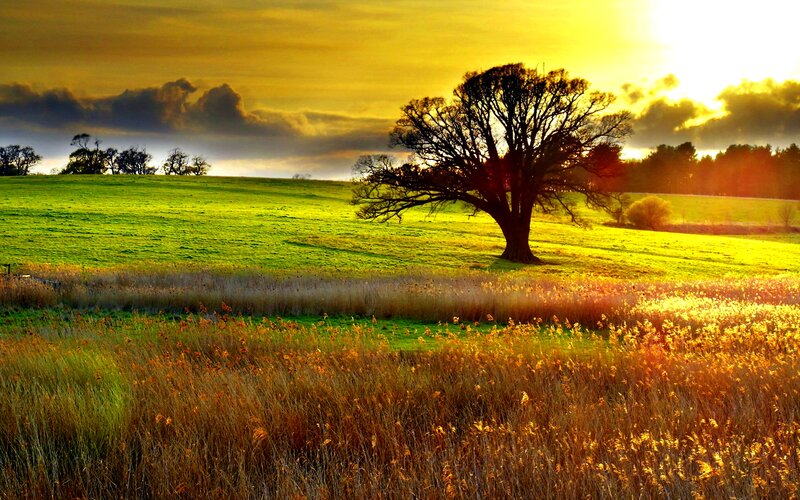 Solitary Tree in Field — Green, Dramatic, Sunset, Photograph, Sky, Clouds, Grass