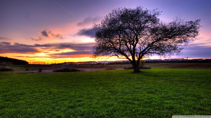 Solitary Tree in Field — Green, Dramatic, Sunset, Photograph, Sky, Clouds
