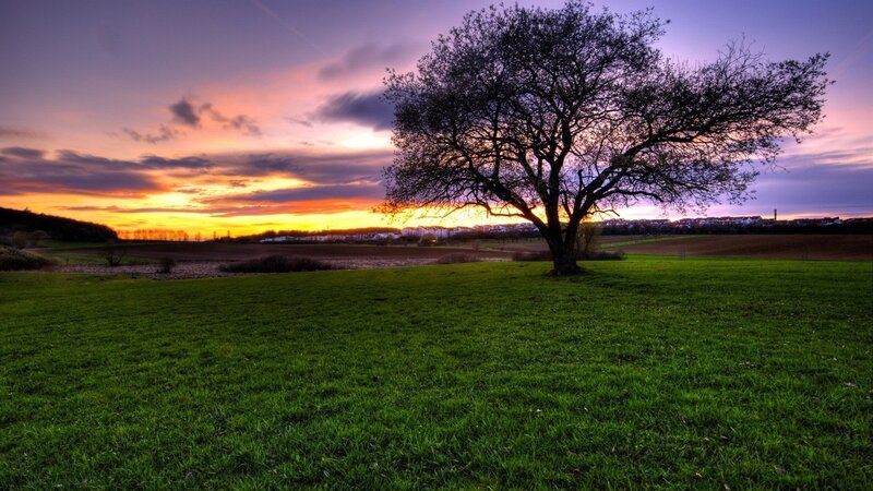 Solitary Tree in Field — Green, Dramatic, Sunset, Photograph, Sky, Clouds, Town, Purple