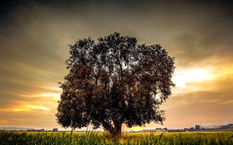 Solitary Tree in Field — Green, Dramatic, Sunset, Photograph, Sky, Sun