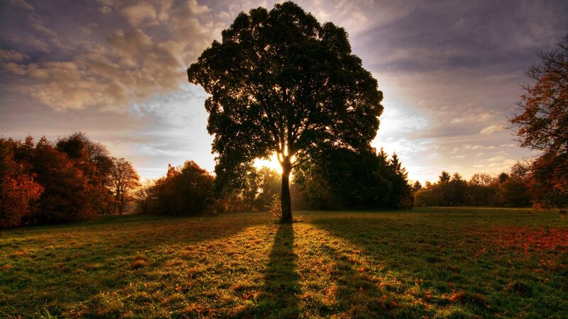 Solitary Tree in Field — Green, Dramatic, Sunset, Photograph, Sky