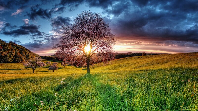 Solitary Tree in Field — Green, Dramatic, Sunset, Photograph, Sky, Trees