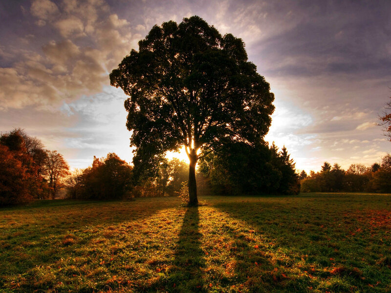 Solitary Tree in Field — Green, Dramatic, Sunset, Photograph, Sun, Clouds, Grass
