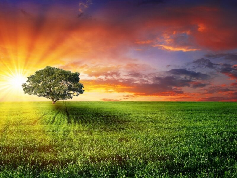 Solitary Tree in Field — Green, Dramatic, Sunset, Photograph, Sun, Sky