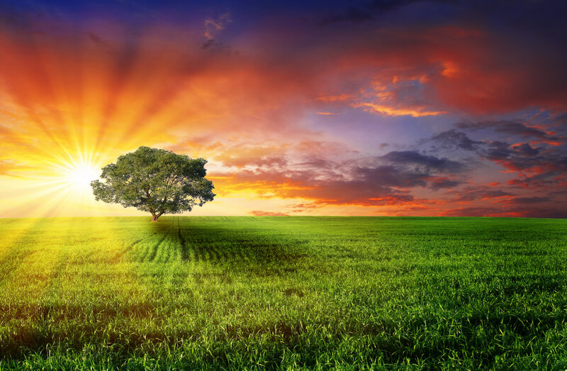Solitary Tree in Field — Green, Dramatic, Sunset, Photograph, Sun