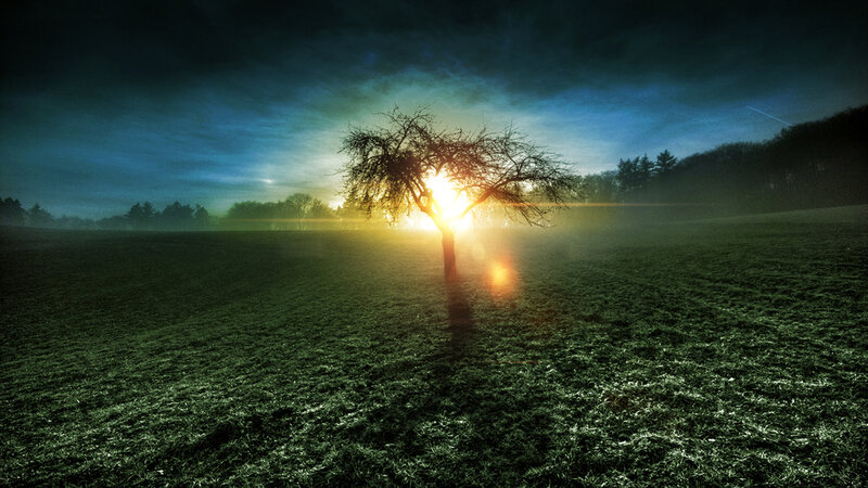 Solitary Tree in Field — Green, Dramatic, Sunset, Photograph, Sun, Trees