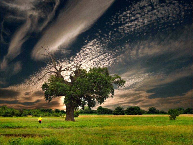 Solitary Tree in Field — Green, Dramatic, Sunset, Photograph