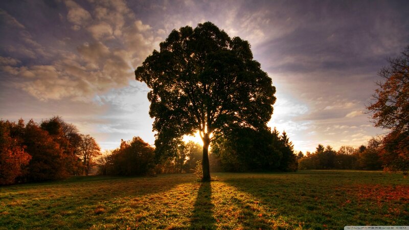 Solitary Tree in Field — Green, Dramatic, Sunset, Photograph, Trees, Sky