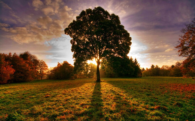 Solitary Tree in Field — Green, Dramatic, Sunset, Photograph, Trees